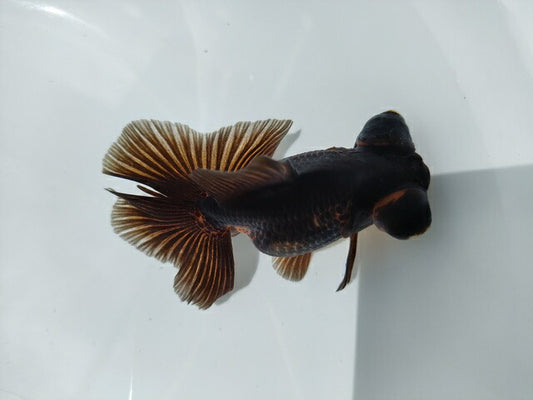 生体加藤産桜錦弐歳魚約7センチ（1匹）らんちゅう/金魚/江戸錦/変わりらんちゅう/きんぎょ/国産金魚【金魚小屋-希-福岡】
