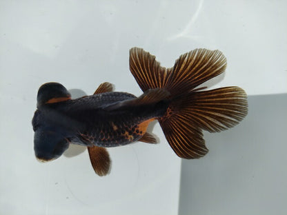 生体加藤産桜錦弐歳魚約7センチ（1匹）らんちゅう/金魚/江戸錦/変わりらんちゅう/きんぎょ/国産金魚【金魚小屋-希-福岡】
