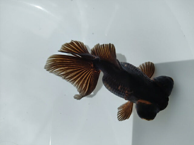 生体加藤産桜錦弐歳魚約7センチ（1匹）らんちゅう/金魚/江戸錦/変わりらんちゅう/きんぎょ/国産金魚【金魚小屋-希-福岡】