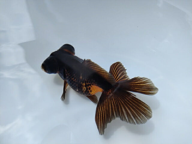 生体加藤産桜錦弐歳魚約7センチ（1匹）らんちゅう/金魚/江戸錦/変わりらんちゅう/きんぎょ/国産金魚【金魚小屋-希-福岡】
