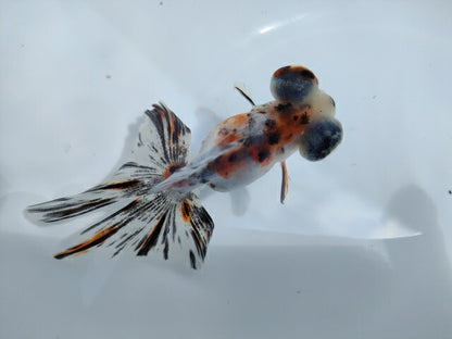 生体加藤産桜錦弐歳魚約7センチ（1匹）らんちゅう/金魚/江戸錦/変わりらんちゅう/きんぎょ/国産金魚【金魚小屋-希-福岡】