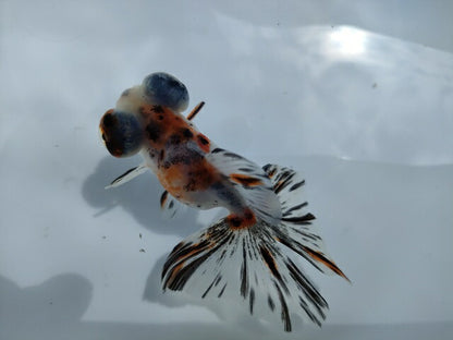 生体加藤産桜錦弐歳魚約7センチ（1匹）らんちゅう/金魚/江戸錦/変わりらんちゅう/きんぎょ/国産金魚【金魚小屋-希-福岡】
