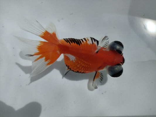 生体加藤産桜錦弐歳魚約7センチ（1匹）らんちゅう/金魚/江戸錦/変わりらんちゅう/きんぎょ/国産金魚【金魚小屋-希-福岡】