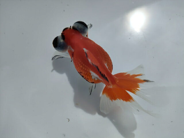 生体加藤産桜錦弐歳魚約7センチ（1匹）らんちゅう/金魚/江戸錦/変わりらんちゅう/きんぎょ/国産金魚【金魚小屋-希-福岡】