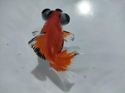 生体加藤産桜錦弐歳魚約7センチ（1匹）らんちゅう/金魚/江戸錦/変わりらんちゅう/きんぎょ/国産金魚【金魚小屋-希-福岡】