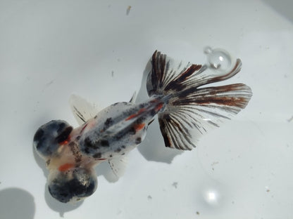 生体加藤産桜錦弐歳魚約7センチ（1匹）らんちゅう/金魚/江戸錦/変わりらんちゅう/きんぎょ/国産金魚【金魚小屋-希-福岡】