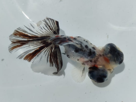 生体加藤産桜錦弐歳魚約7センチ（1匹）らんちゅう/金魚/江戸錦/変わりらんちゅう/きんぎょ/国産金魚【金魚小屋-希-福岡】