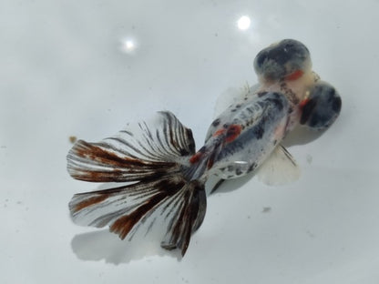 生体加藤産桜錦弐歳魚約7センチ（1匹）らんちゅう/金魚/江戸錦/変わりらんちゅう/きんぎょ/国産金魚【金魚小屋-希-福岡】