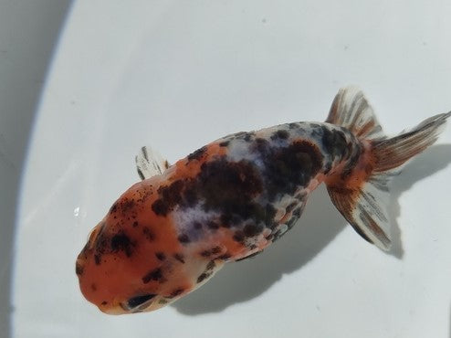 生体加藤産桜錦弐歳魚約7センチ（1匹）らんちゅう/金魚/江戸錦/変わりらんちゅう/きんぎょ/国産金魚【金魚小屋-希-福岡】