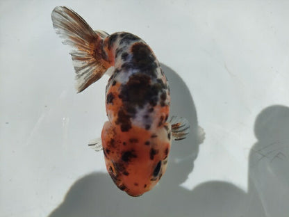 生体加藤産桜錦弐歳魚約7センチ（1匹）らんちゅう/金魚/江戸錦/変わりらんちゅう/きんぎょ/国産金魚【金魚小屋-希-福岡】