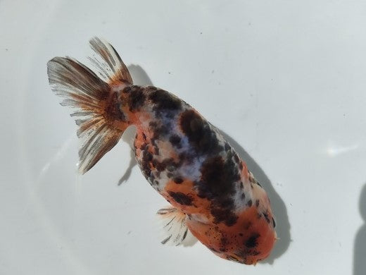生体加藤産桜錦弐歳魚約7センチ（1匹）らんちゅう/金魚/江戸錦/変わりらんちゅう/きんぎょ/国産金魚【金魚小屋-希-福岡】