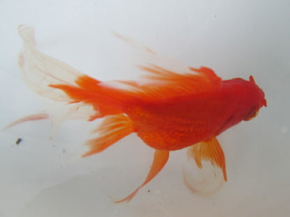 倉庫◆生体（1匹）  琉金ロングテール 参歳魚  約13センチ　 リュウキン/金魚/りゅうきん/尾長/赤目/きんぎょ/国産金魚【金魚小屋-希-福岡】