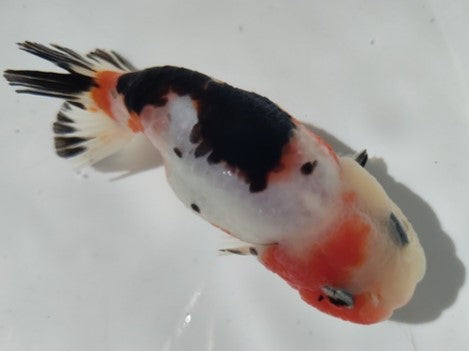 生体加藤産桜錦弐歳魚約7センチ（1匹）らんちゅう/金魚/江戸錦/変わりらんちゅう/きんぎょ/国産金魚【金魚小屋-希-福岡】