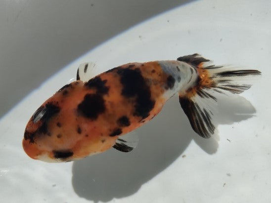 生体加藤産桜錦弐歳魚約7センチ（1匹）らんちゅう/金魚/江戸錦/変わりらんちゅう/きんぎょ/国産金魚【金魚小屋-希-福岡】