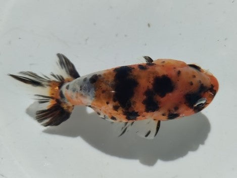 生体加藤産桜錦弐歳魚約7センチ（1匹）らんちゅう/金魚/江戸錦/変わりらんちゅう/きんぎょ/国産金魚【金魚小屋-希-福岡】