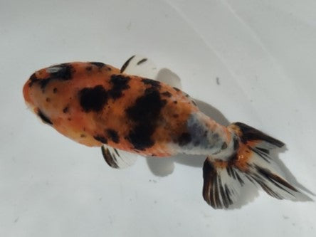 生体加藤産桜錦弐歳魚約7センチ（1匹）らんちゅう/金魚/江戸錦/変わりらんちゅう/きんぎょ/国産金魚【金魚小屋-希-福岡】