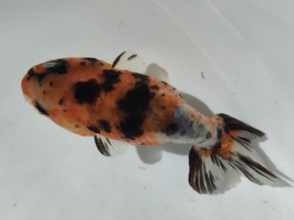 生体加藤産桜錦弐歳魚約7センチ（1匹）らんちゅう/金魚/江戸錦/変わりらんちゅう/きんぎょ/国産金魚【金魚小屋-希-福岡】