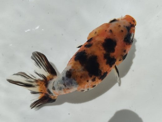 生体加藤産桜錦弐歳魚約7センチ（1匹）らんちゅう/金魚/江戸錦/変わりらんちゅう/きんぎょ/国産金魚【金魚小屋-希-福岡】