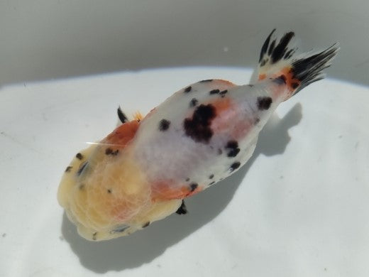 生体加藤産桜錦弐歳魚約7センチ（1匹）らんちゅう/金魚/江戸錦/変わりらんちゅう/きんぎょ/国産金魚【金魚小屋-希-福岡】