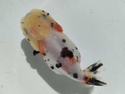 生体加藤産桜錦弐歳魚約7センチ（1匹）らんちゅう/金魚/江戸錦/変わりらんちゅう/きんぎょ/国産金魚【金魚小屋-希-福岡】