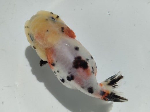 生体加藤産桜錦弐歳魚約7センチ（1匹）らんちゅう/金魚/江戸錦/変わりらんちゅう/きんぎょ/国産金魚【金魚小屋-希-福岡】