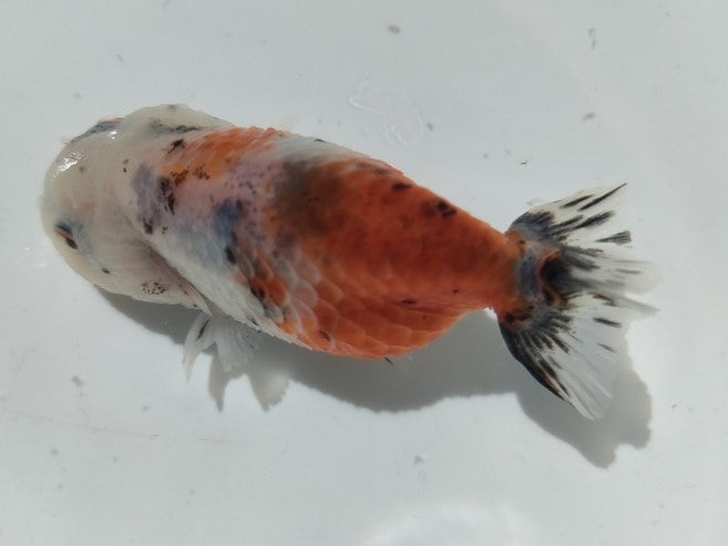 生体加藤産桜錦弐歳魚約7センチ（1匹）らんちゅう/金魚/江戸錦/変わりらんちゅう/きんぎょ/国産金魚【金魚小屋-希-福岡】