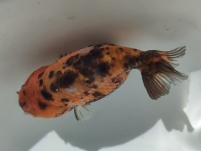 生体加藤産桜錦弐歳魚約7センチ（1匹）らんちゅう/金魚/江戸錦/変わりらんちゅう/きんぎょ/国産金魚【金魚小屋-希-福岡】
