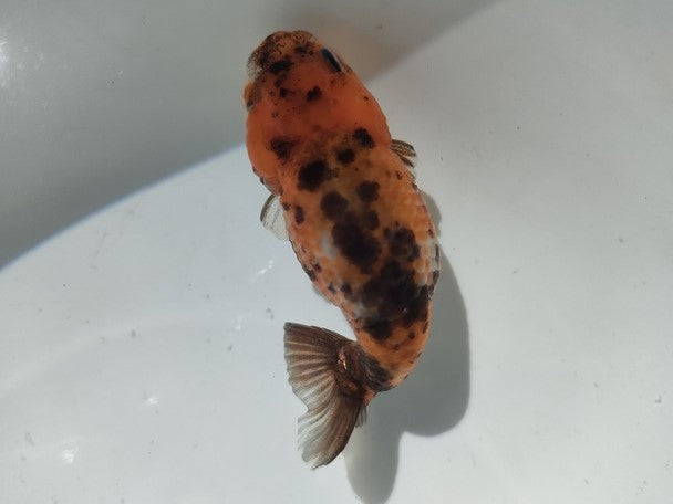 生体加藤産桜錦弐歳魚約7センチ（1匹）らんちゅう/金魚/江戸錦/変わりらんちゅう/きんぎょ/国産金魚【金魚小屋-希-福岡】