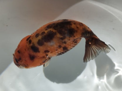 生体加藤産桜錦弐歳魚約7センチ（1匹）らんちゅう/金魚/江戸錦/変わりらんちゅう/きんぎょ/国産金魚【金魚小屋-希-福岡】