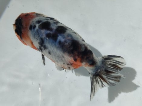 生体加藤産桜錦弐歳魚約7センチ（1匹）らんちゅう/金魚/江戸錦/変わりらんちゅう/きんぎょ/国産金魚【金魚小屋-希-福岡】