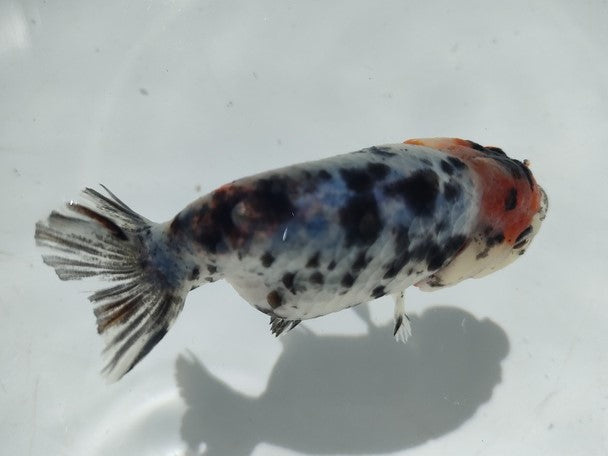 生体加藤産桜錦弐歳魚約7センチ（1匹）らんちゅう/金魚/江戸錦/変わりらんちゅう/きんぎょ/国産金魚【金魚小屋-希-福岡】