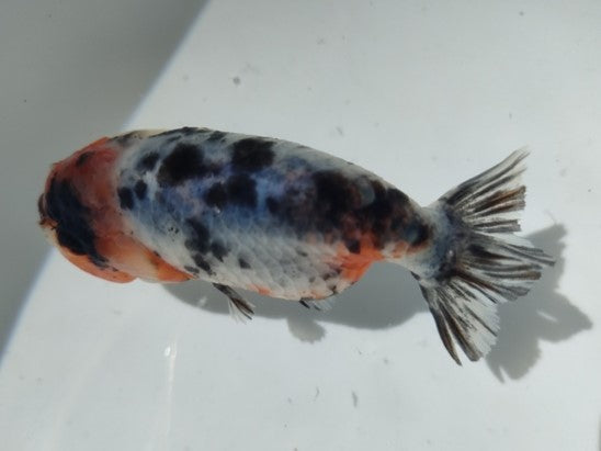 生体加藤産桜錦弐歳魚約7センチ（1匹）らんちゅう/金魚/江戸錦/変わりらんちゅう/きんぎょ/国産金魚【金魚小屋-希-福岡】