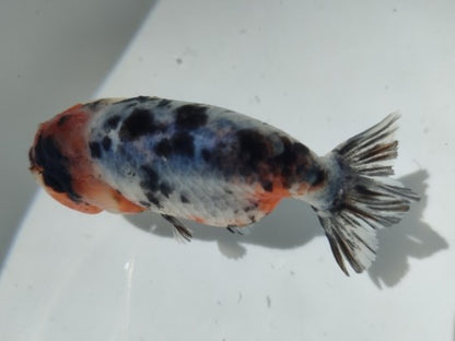 生体加藤産桜錦弐歳魚約7センチ（1匹）らんちゅう/金魚/江戸錦/変わりらんちゅう/きんぎょ/国産金魚【金魚小屋-希-福岡】