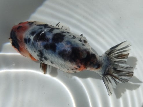 生体加藤産桜錦弐歳魚約7センチ（1匹）らんちゅう/金魚/江戸錦/変わりらんちゅう/きんぎょ/国産金魚【金魚小屋-希-福岡】