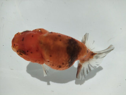 生体加藤産桜錦弐歳魚約7センチ（1匹）らんちゅう/金魚/江戸錦/変わりらんちゅう/きんぎょ/国産金魚【金魚小屋-希-福岡】