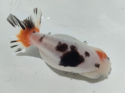 生体加藤産桜錦弐歳魚約7センチ（1匹）らんちゅう/金魚/江戸錦/変わりらんちゅう/きんぎょ/国産金魚【金魚小屋-希-福岡】