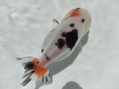 生体加藤産桜錦弐歳魚約7センチ（1匹）らんちゅう/金魚/江戸錦/変わりらんちゅう/きんぎょ/国産金魚【金魚小屋-希-福岡】