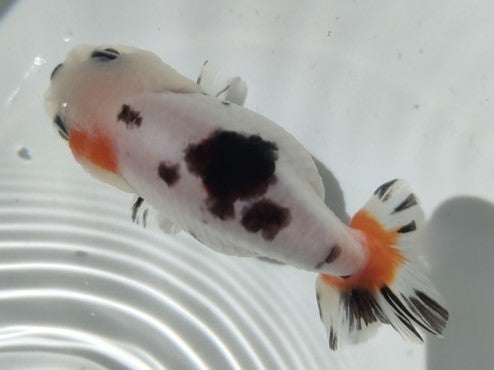 生体加藤産桜錦弐歳魚約7センチ（1匹）らんちゅう/金魚/江戸錦/変わりらんちゅう/きんぎょ/国産金魚【金魚小屋-希-福岡】
