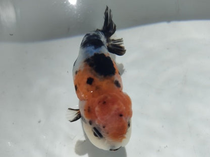 生体加藤産桜錦弐歳魚約7センチ（1匹）らんちゅう/金魚/江戸錦/変わりらんちゅう/きんぎょ/国産金魚【金魚小屋-希-福岡】