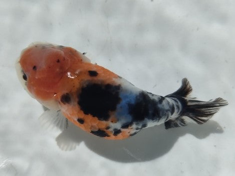 生体加藤産桜錦弐歳魚約7センチ（1匹）らんちゅう/金魚/江戸錦/変わりらんちゅう/きんぎょ/国産金魚【金魚小屋-希-福岡】