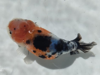 生体加藤産桜錦弐歳魚約7センチ（1匹）らんちゅう/金魚/江戸錦/変わりらんちゅう/きんぎょ/国産金魚【金魚小屋-希-福岡】