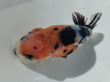 生体加藤産桜錦弐歳魚約7センチ（1匹）らんちゅう/金魚/江戸錦/変わりらんちゅう/きんぎょ/国産金魚【金魚小屋-希-福岡】