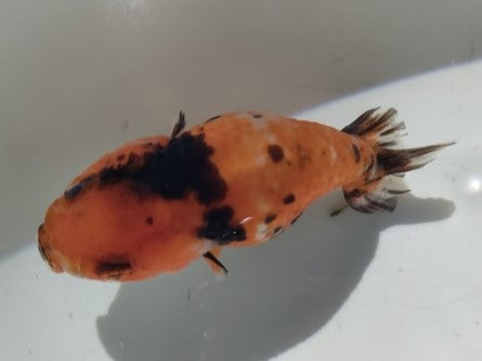 生体加藤産桜錦弐歳魚約7センチ（1匹）らんちゅう/金魚/江戸錦/変わりらんちゅう/きんぎょ/国産金魚【金魚小屋-希-福岡】