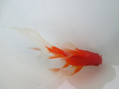 倉庫◆生体（1匹）  琉金ロングテール 参歳魚  約13センチ　 リュウキン/金魚/りゅうきん/尾長/赤目/きんぎょ/国産金魚【金魚小屋-希-福岡】