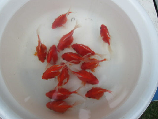 倉庫◆生体（1匹）  玉サバ 当歳魚  約8~11センチ　 タマサバ/金魚/りゅうきん/サバ尾/たまさば/きんぎょ/国産金魚【金魚小屋-希-福岡】