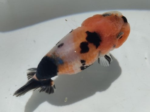 生体加藤産桜錦弐歳魚約7センチ（1匹）らんちゅう/金魚/江戸錦/変わりらんちゅう/きんぎょ/国産金魚【金魚小屋-希-福岡】