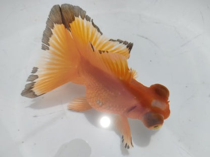 生体加藤産桜錦弐歳魚約7センチ（1匹）らんちゅう/金魚/江戸錦/変わりらんちゅう/きんぎょ/国産金魚【金魚小屋-希-福岡】