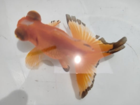 生体加藤産桜錦弐歳魚約7センチ（1匹）らんちゅう/金魚/江戸錦/変わりらんちゅう/きんぎょ/国産金魚【金魚小屋-希-福岡】