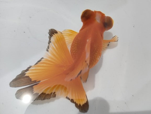 生体加藤産桜錦弐歳魚約7センチ（1匹）らんちゅう/金魚/江戸錦/変わりらんちゅう/きんぎょ/国産金魚【金魚小屋-希-福岡】