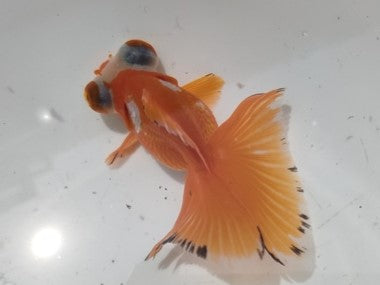 生体加藤産桜錦弐歳魚約7センチ（1匹）らんちゅう/金魚/江戸錦/変わりらんちゅう/きんぎょ/国産金魚【金魚小屋-希-福岡】